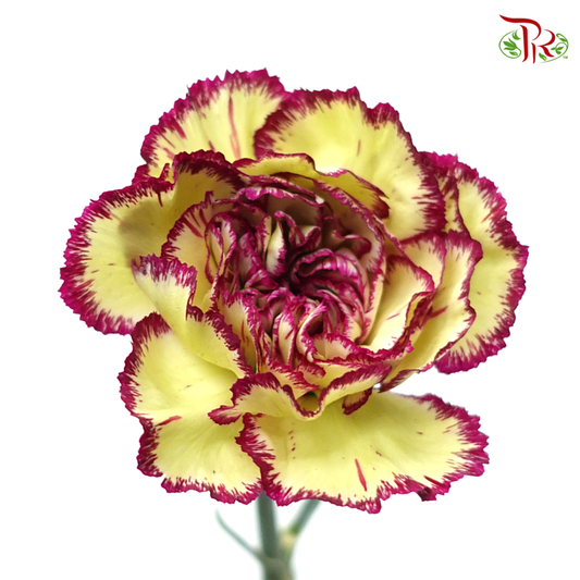 Carnation Special Colour - Bohemia / Green Purple (18-20 Stems) - Pudu Ria Florist