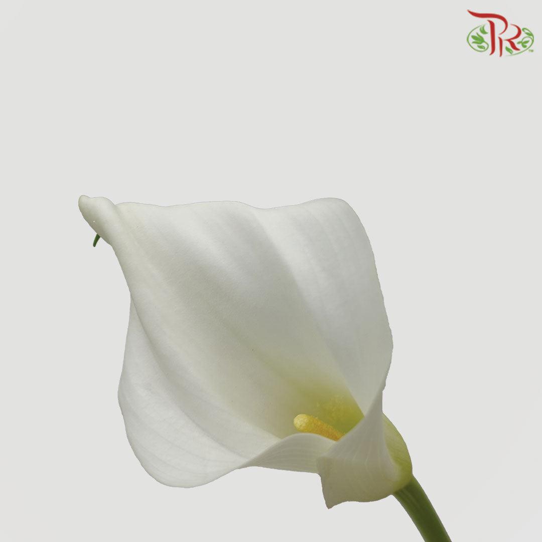 Calla Lily - White (5 Stems) - Pudu Ria Florist