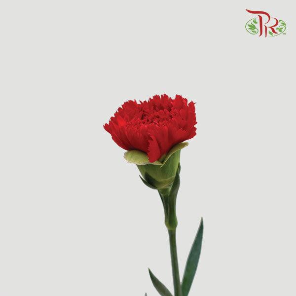 Carnation - Pelayo (20 Stems) - Pudu Ria Florist