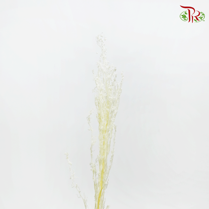 Preserved Solidago Bleached - (Per Bunch) - Pudu Ria Florist