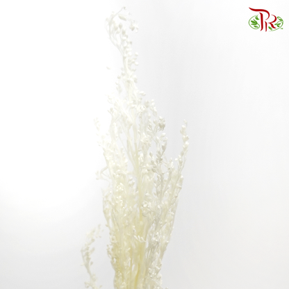 Preserved Solidago Bleached - (Per Bunch) - Pudu Ria Florist