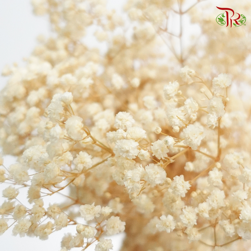 Baby's Breath Bleached - (100g) - Pudu Ria Florist