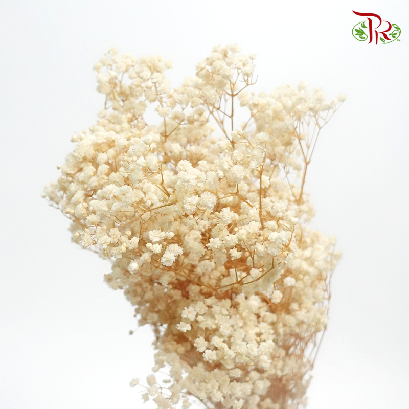 Baby's Breath Bleached - (100g) - Pudu Ria Florist