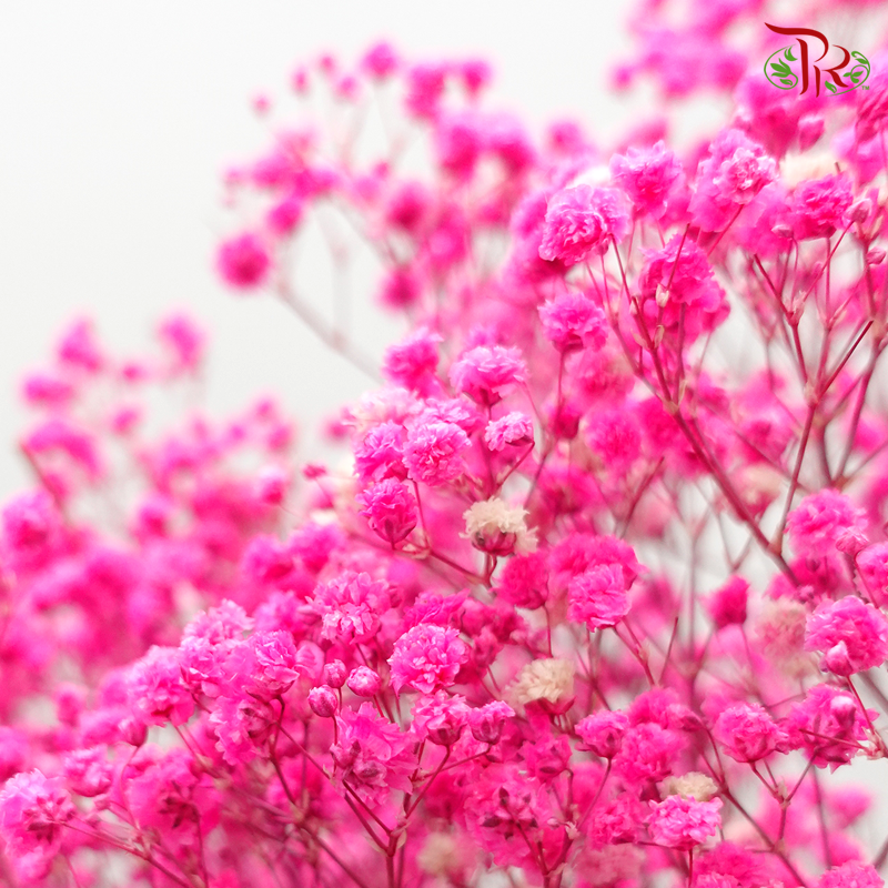 Preservative Baby Breath - Cherry Pink - Pudu Ria Florist