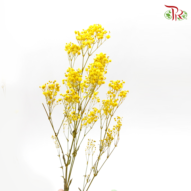 Preservative Baby Breath - Yellow - Pudu Ria Florist