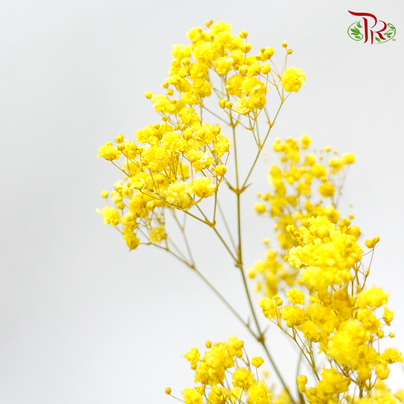 Preservative Baby Breath - Yellow - Pudu Ria Florist