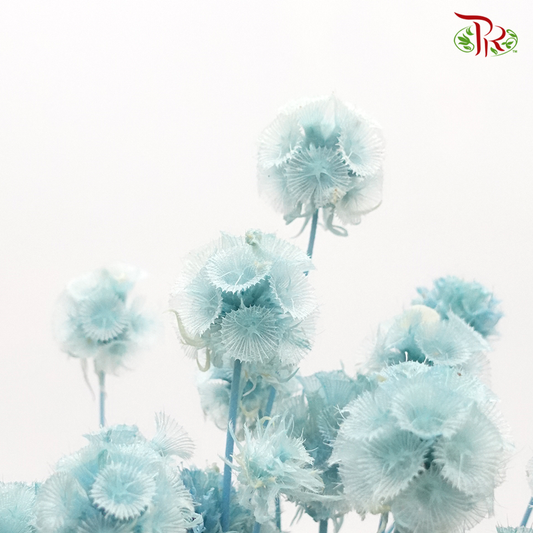 Preserved Scabiosa - Light Blue (Per Bunch) #4 - Pudu Ria Florist