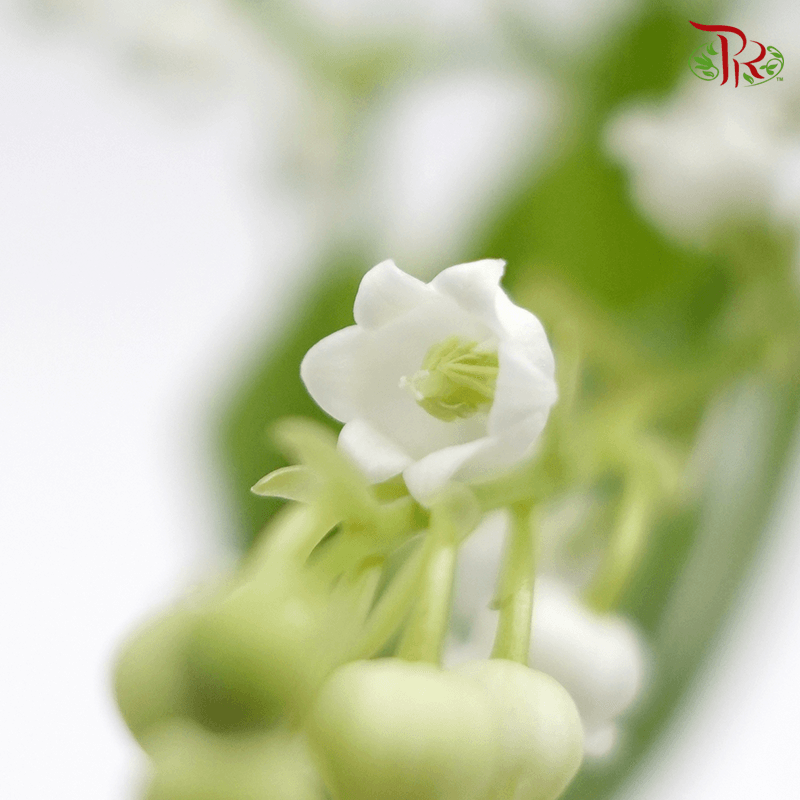 Lily of the valley - Convallaria Majalis 《鈴蘭》 - Pudu Ria Florist