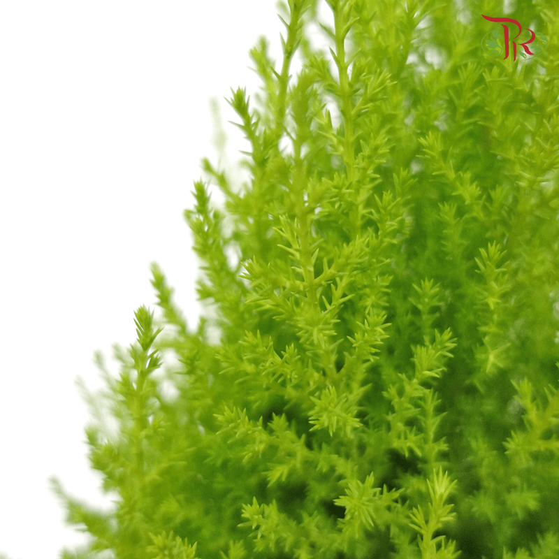 Cupressus Goldcrest 《金冠柏》 - Pudu Ria Florist