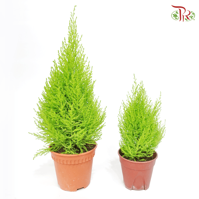 Cupressus Goldcrest 《金冠柏》 - Pudu Ria Florist