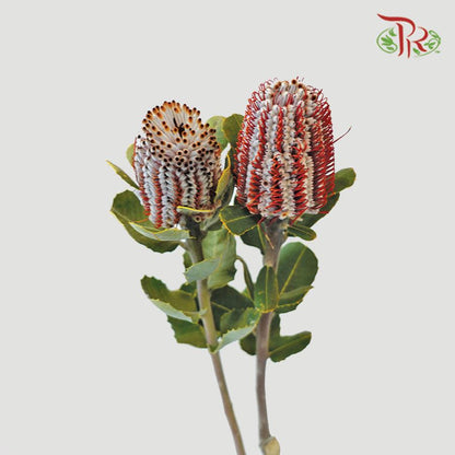 Banksia Coccinea - (2 Stems) - Pudu Ria Florist