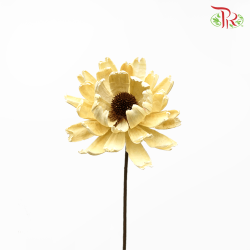 Dry Ling Jian Lotus - (2 Stems) - Pudu Ria Florist