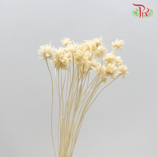 Dry Xiao Shan Flower (2 Stems) - Pudu Ria Florist