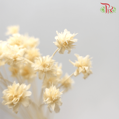 Dry Xiao Shan Flower (2 Stems) - Pudu Ria Florist