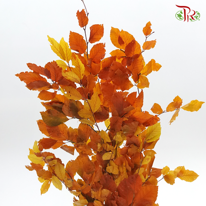 Dried Copperbeech Fagus - Orange (Per Bunch) - Pudu Ria Florist