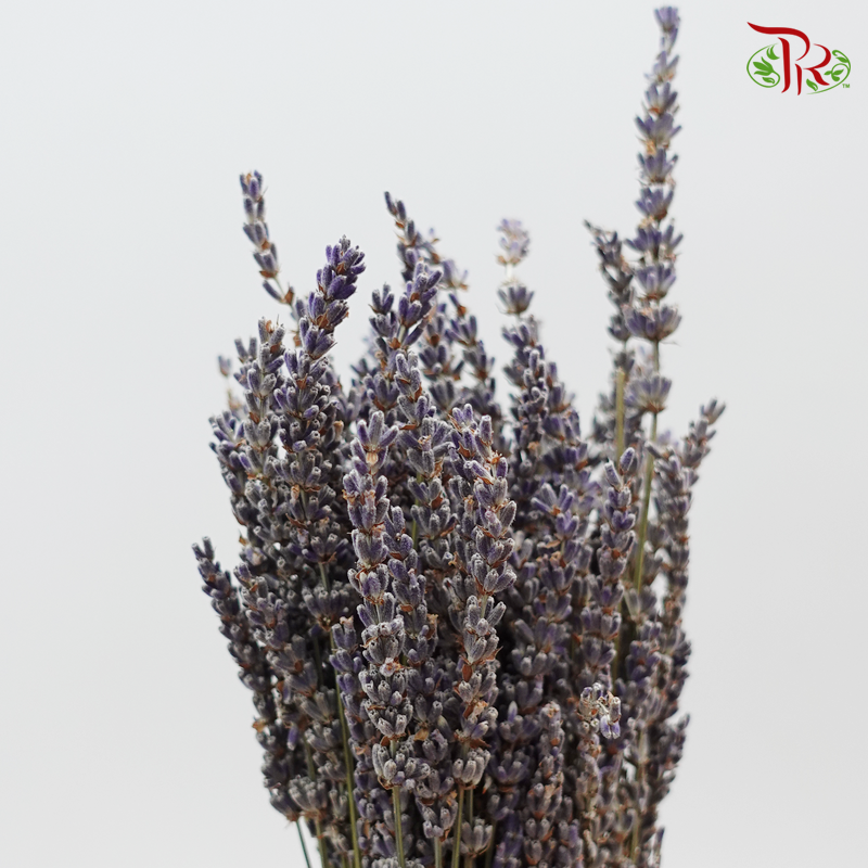 Dry Lavender - (Per Bunch) - Pudu Ria Florist