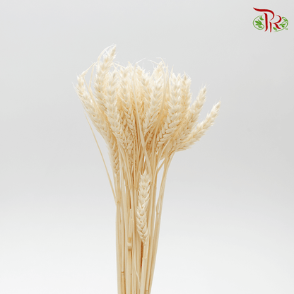 Dry Triticum Tarwe Bleached - Pudu Ria Florist