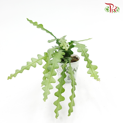 Epiphyllum Anguliger  《锯齿昙花》 - Pudu Ria Florist