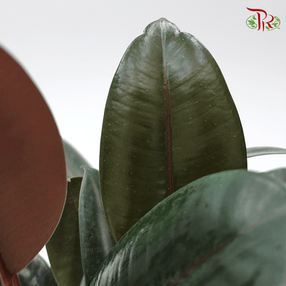 Ficus Elastica - 3 STEMS IN A POT《印度榕》 - Pudu Ria Florist