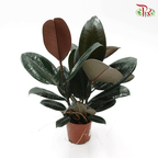 Ficus Elastica - 3 STEMS IN A POT《印度榕》 - Pudu Ria Florist