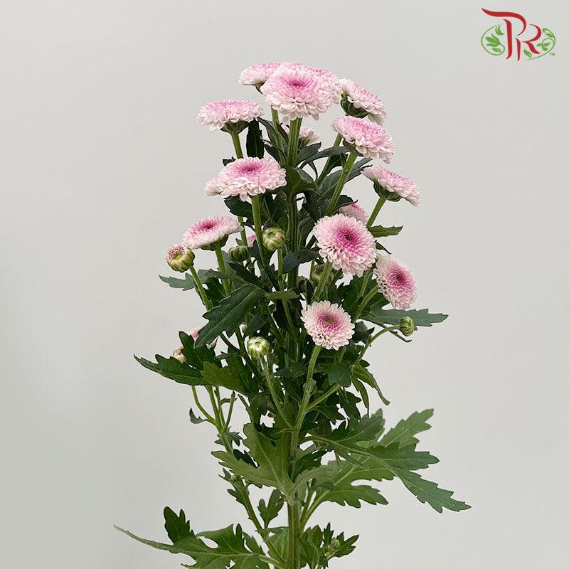 Calimero Mini Pom Pom - Pink (10 Stems) - Pudu Ria Florist