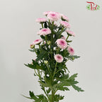 Calimero Mini Pom Pom - Pink (10 Stems) - Pudu Ria Florist