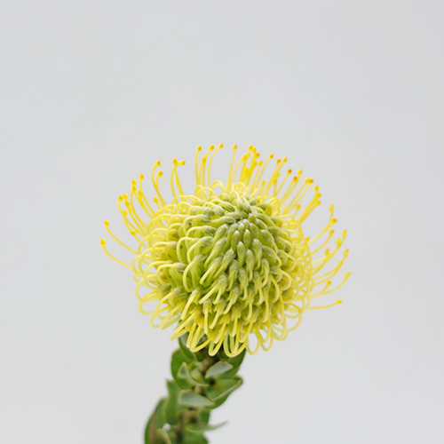 Leucospermum - Yellow (5 Stems) - Pudu Ria Florist