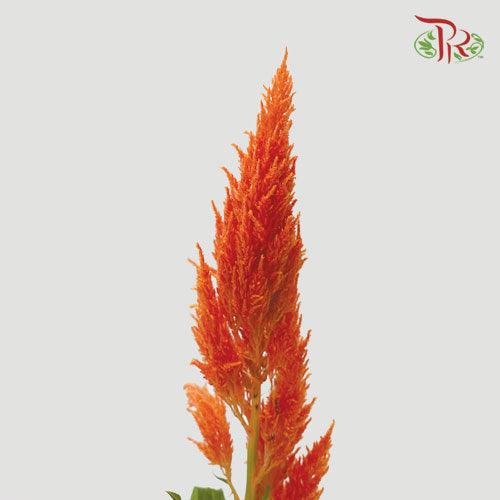 Celosia Sharp - Orange (5 Stems) - Pudu Ria Florist