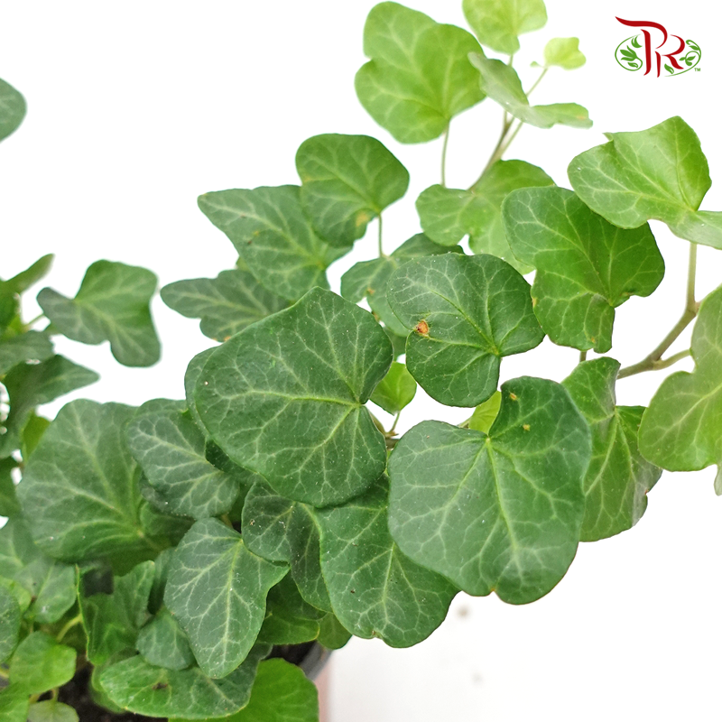 Hedera Helix Wonder 《常春藤》 - Pudu Ria Florist