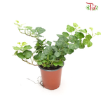 Hedera Helix Wonder 《常春藤》 - Pudu Ria Florist