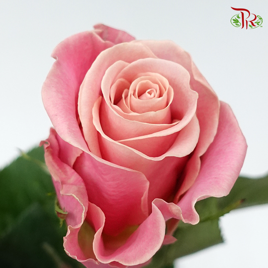 Rose (50cm) - Pink Hermosa (10 Stems) - Pudu Ria Florist