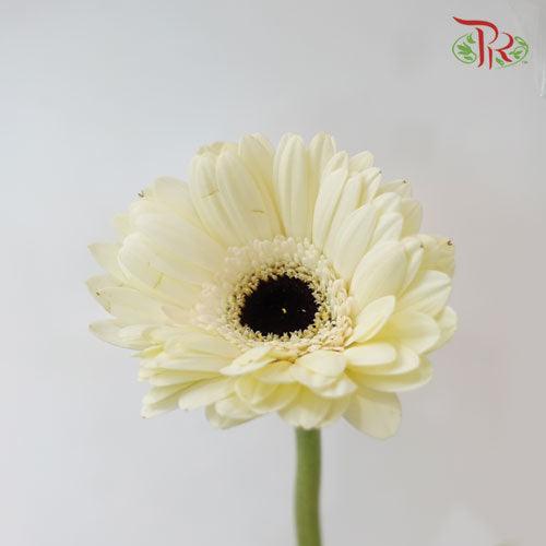 Gerbera - Mini White (5 Stems) - Pudu Ria Florist