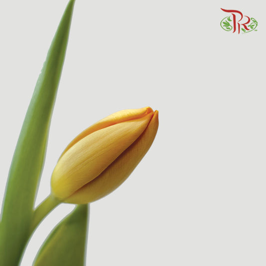 Tulip - Morgana (9-10 Stems) - Pudu Ria Florist