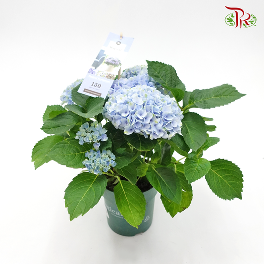 Hydrangea Magical Revolution - Blue 《绣球花》 - Pudu Ria Florist