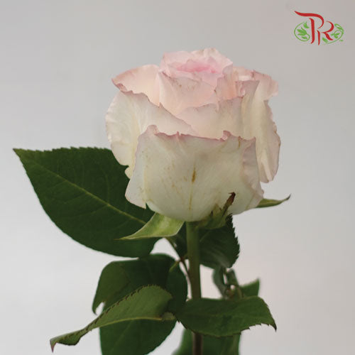 Ceres Rose - Mandala (10 Stems) - Pudu Ria Florist