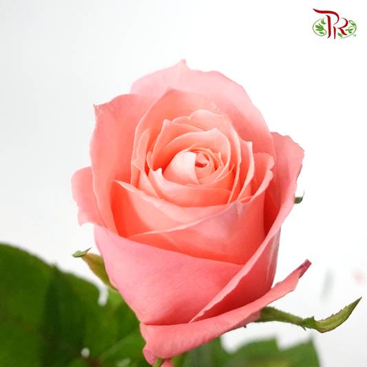 Rose Premium - Anna Karina (19-20 stems) - Pudu Ria Florist