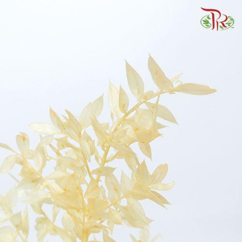 Dry Ruscus Colour - Light Cream - Pudu Ria Florist