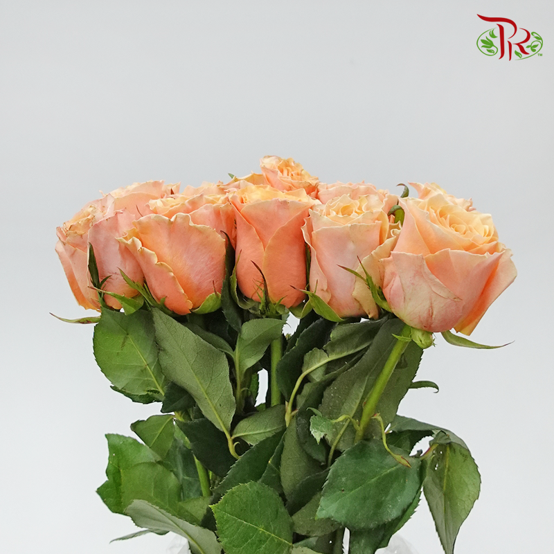 Rose - Carpe Diem (10 Stems) - Pudu Ria Florist