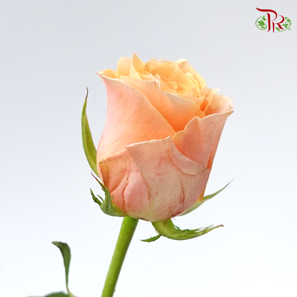 Rose - Carpe Diem (10 Stems) - Pudu Ria Florist