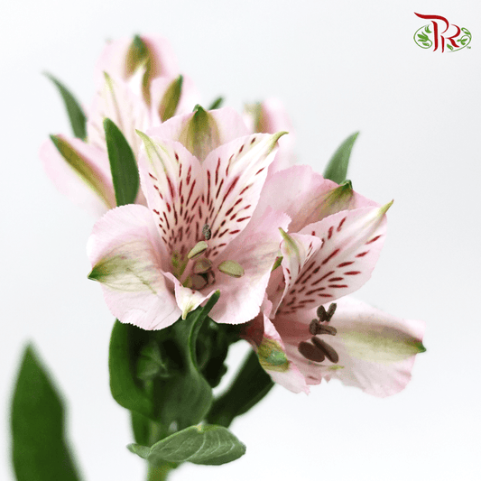 Alstroemeria - Light Pink (10 Stems) - Pudu Ria Florist