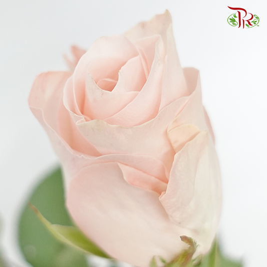 Rose Pomarosa - (10 Stems) - Pudu Ria Florist