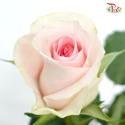 Rose - Sweet Revival (10 Stems) - Pudu Ria Florist