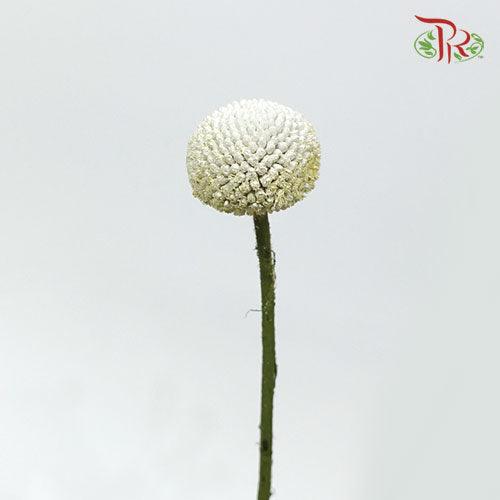 Craspedia Preservative - White (Per Bunch) - Pudu Ria Florist