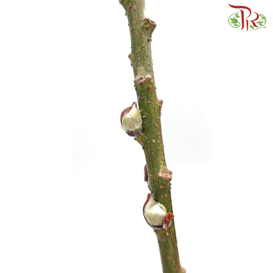 Pussy Willow Lion Head- Import (5Ft/6Ft) - Pudu Ria Florist