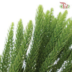 Araucaria Cunninghamii - (3 Stems) - Pudu Ria Florist