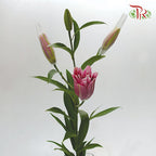 Rose Lily 3+ - Pink (5 Stems) - Pudu Ria Florist