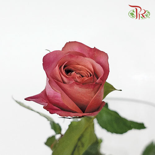 Rose - Barista (10 Stems) - Pudu Ria Florist