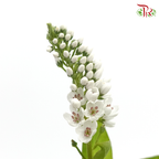 Lysimachia - White (10 Stems) - Pudu Ria Florist