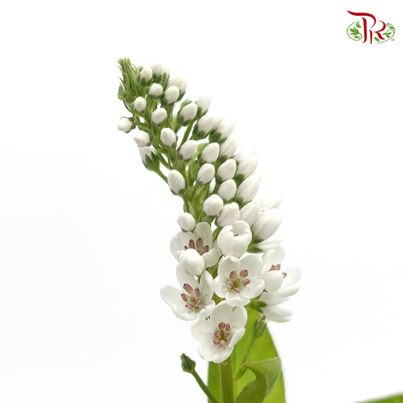 Lysimachia - White (10 Stems) - Pudu Ria Florist
