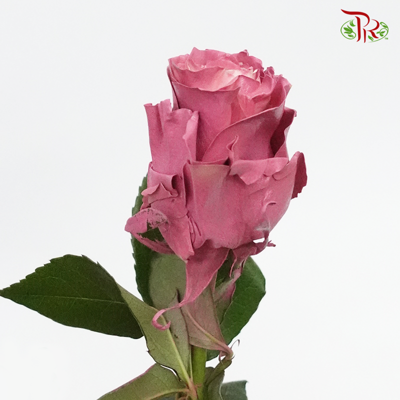 Ceres Rose - Mauve Roses (10 Stems) - Pudu Ria Florist